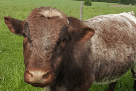 Fetherstone Cattle