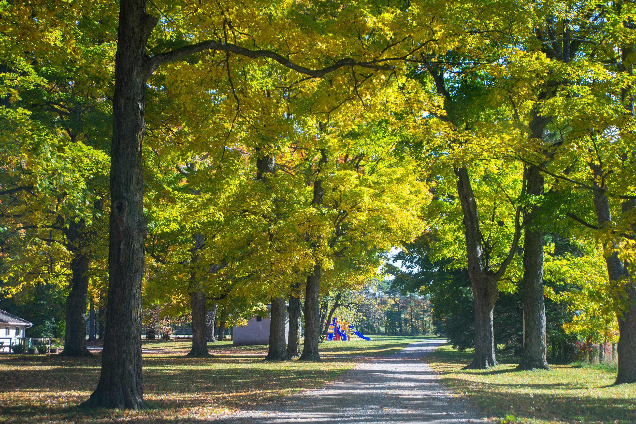 Tree-lined park path with sunlight filtering through green and yellow leaves.