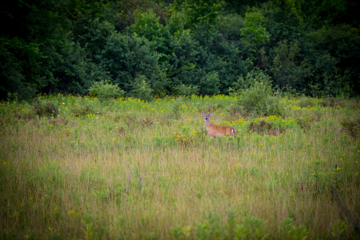 Landscape of tall grass with forest in the background. Deer looking at camera in the tall grass