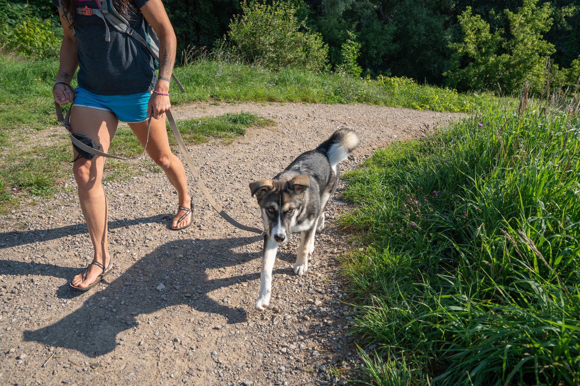 A dog being walked on a leash along a gravel path.