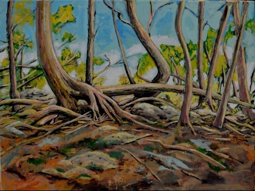 Cedars of Old Baldy