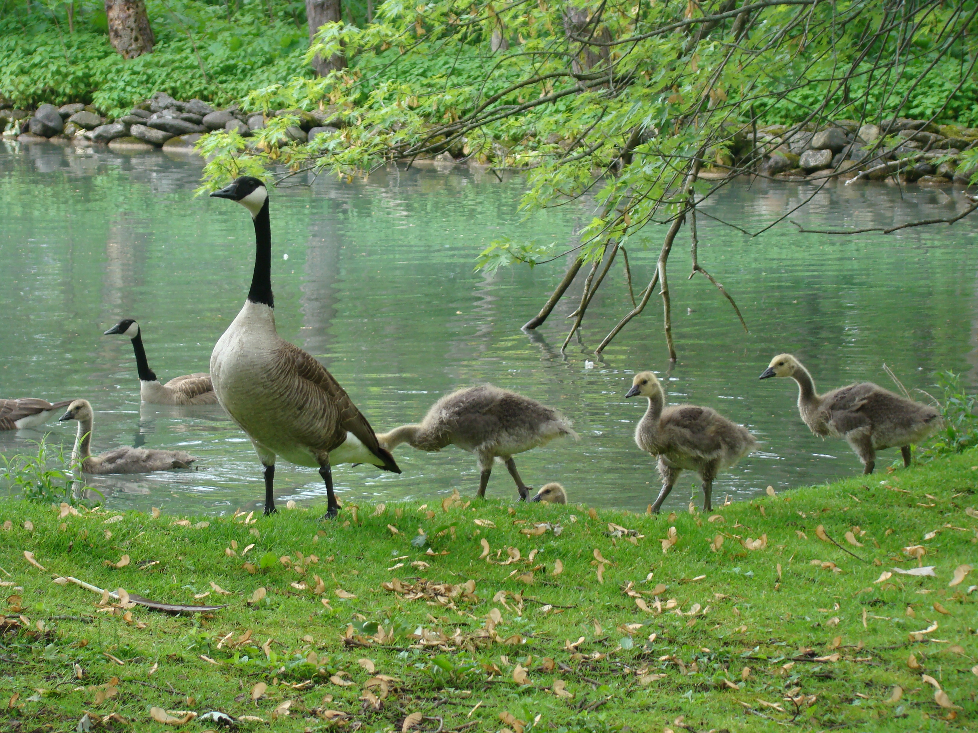 Activity around the pond