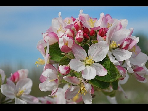 apple blossoms
