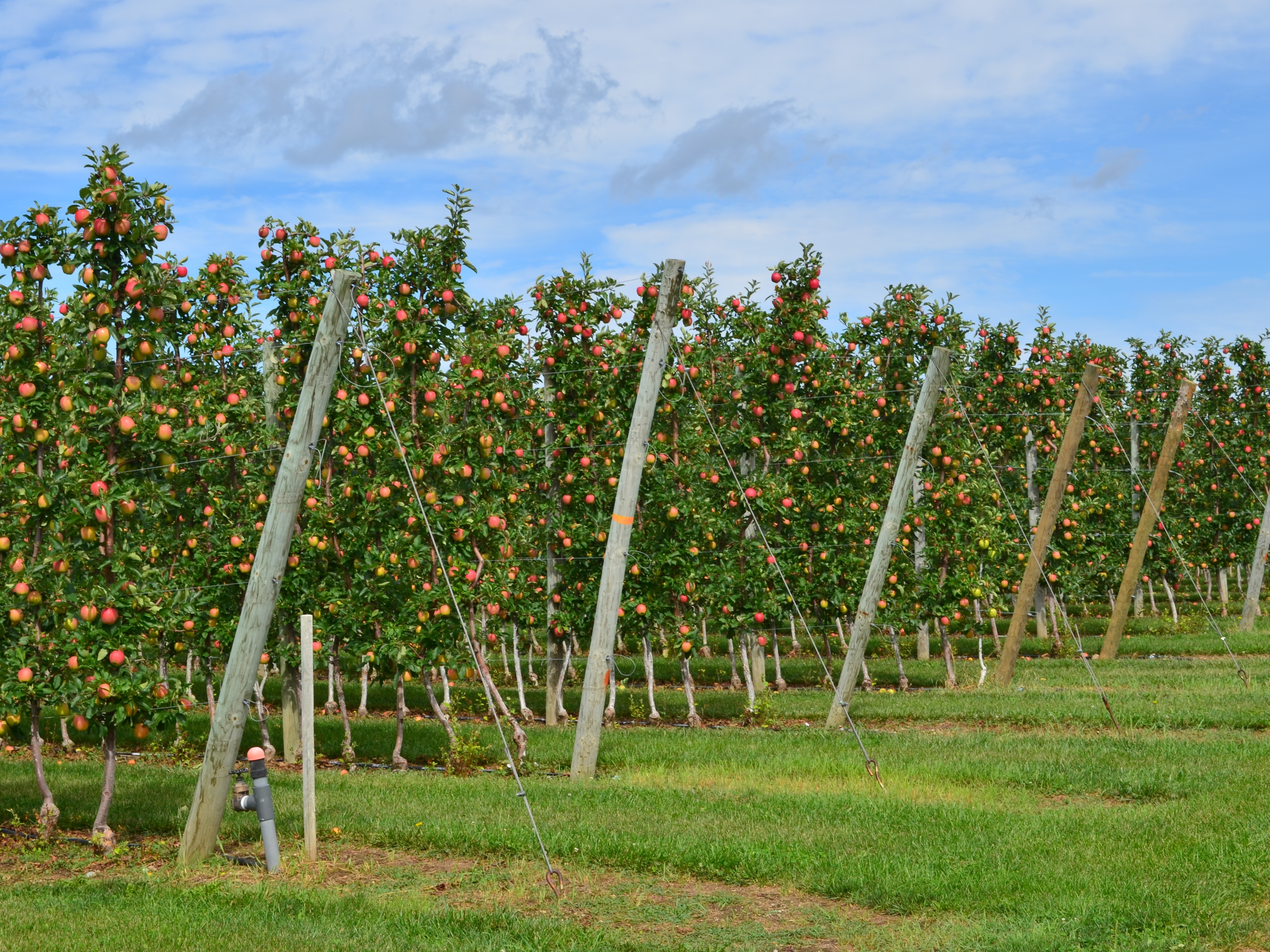 apples on the trees at T&amp;K Ferri