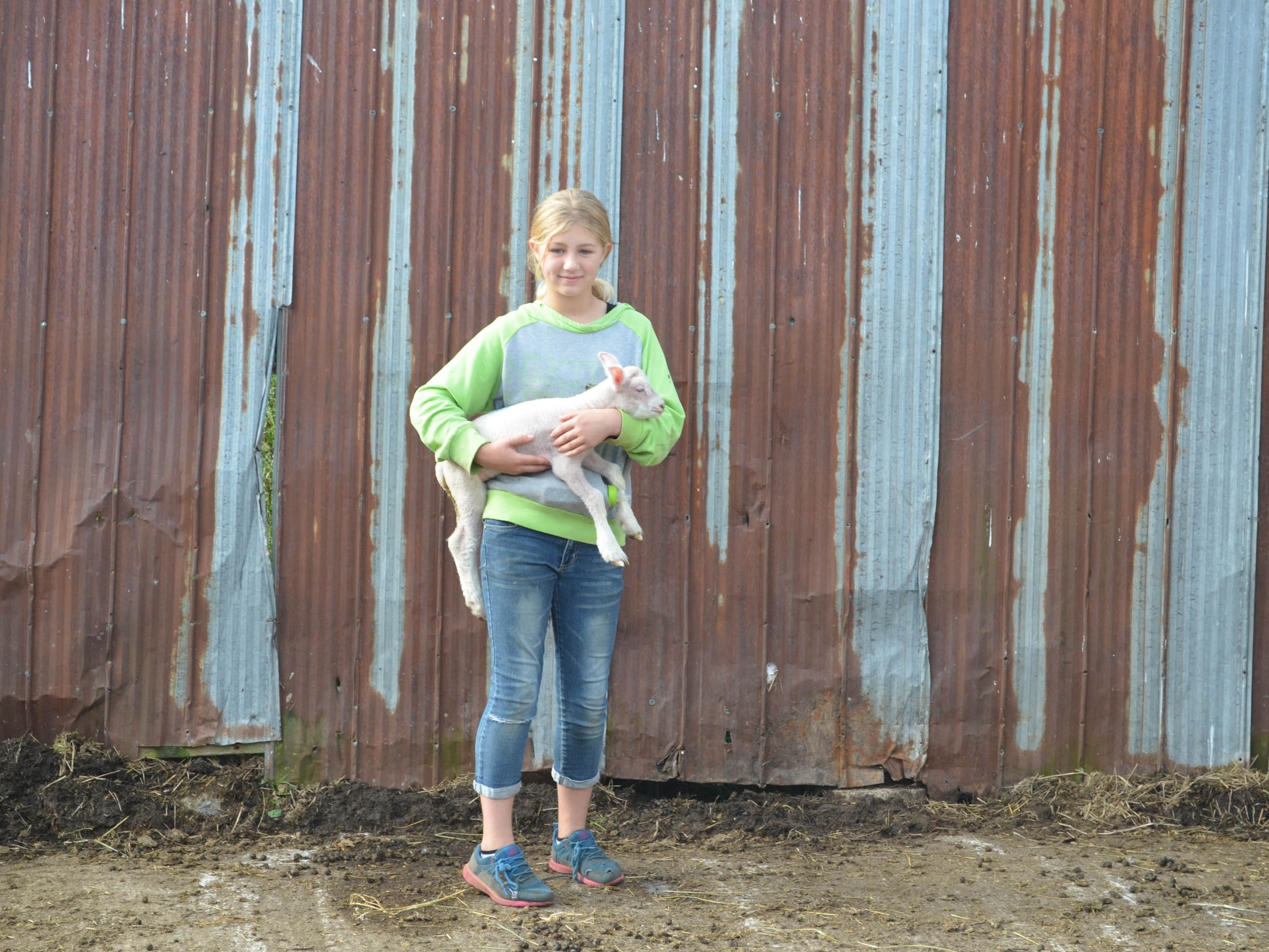 Baby Lamb at Dejong Acres