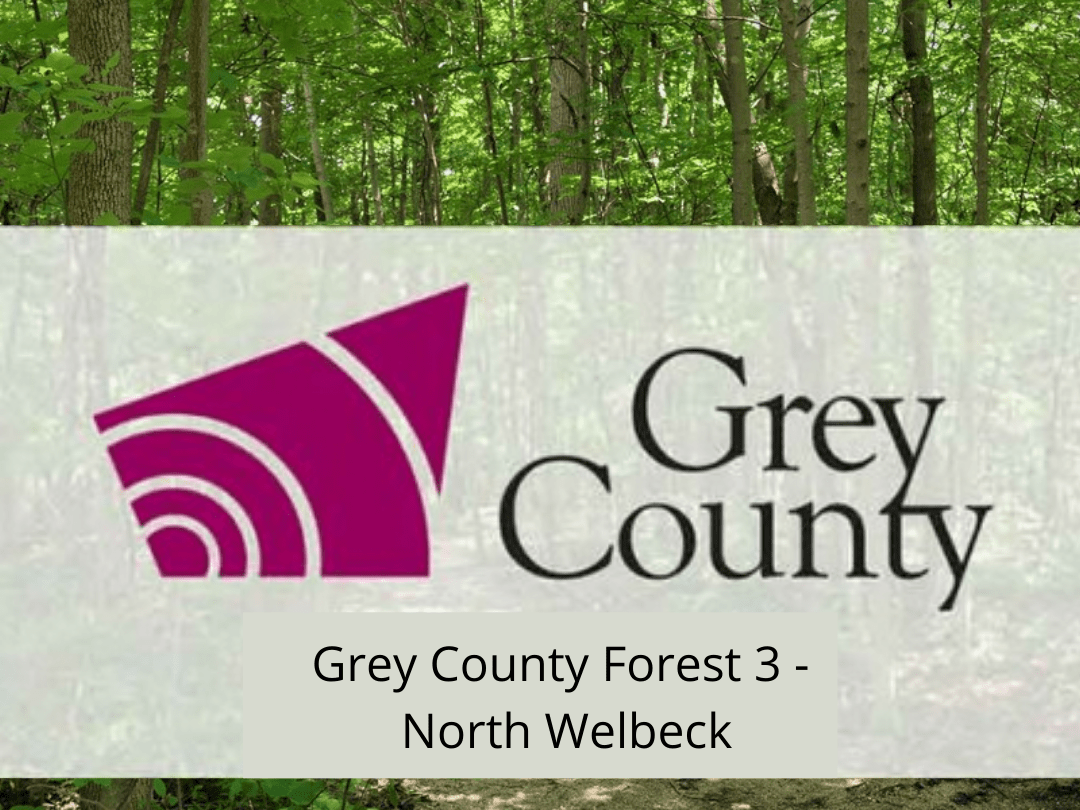 Grey County Forest 3 - North Welbeck