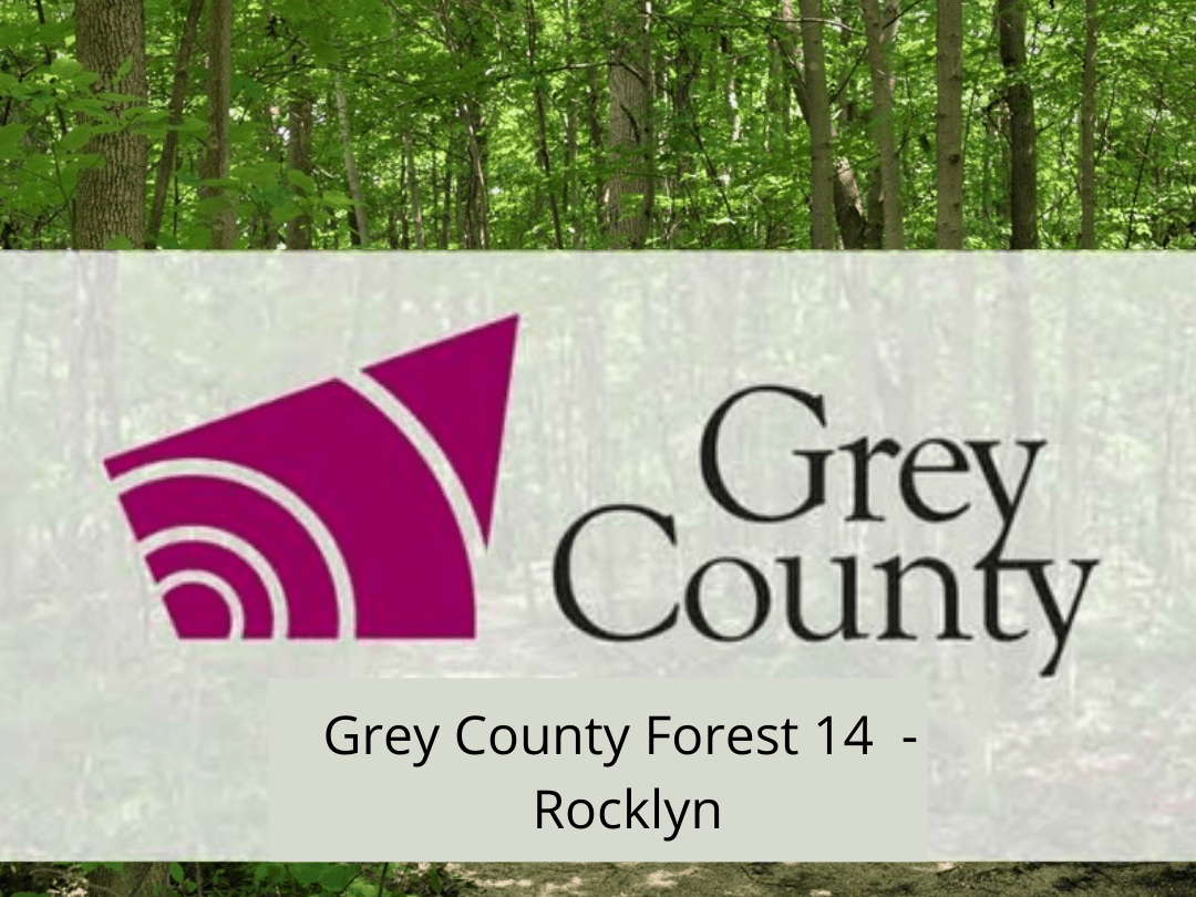 Grey County Forest 14 - Rocklyn