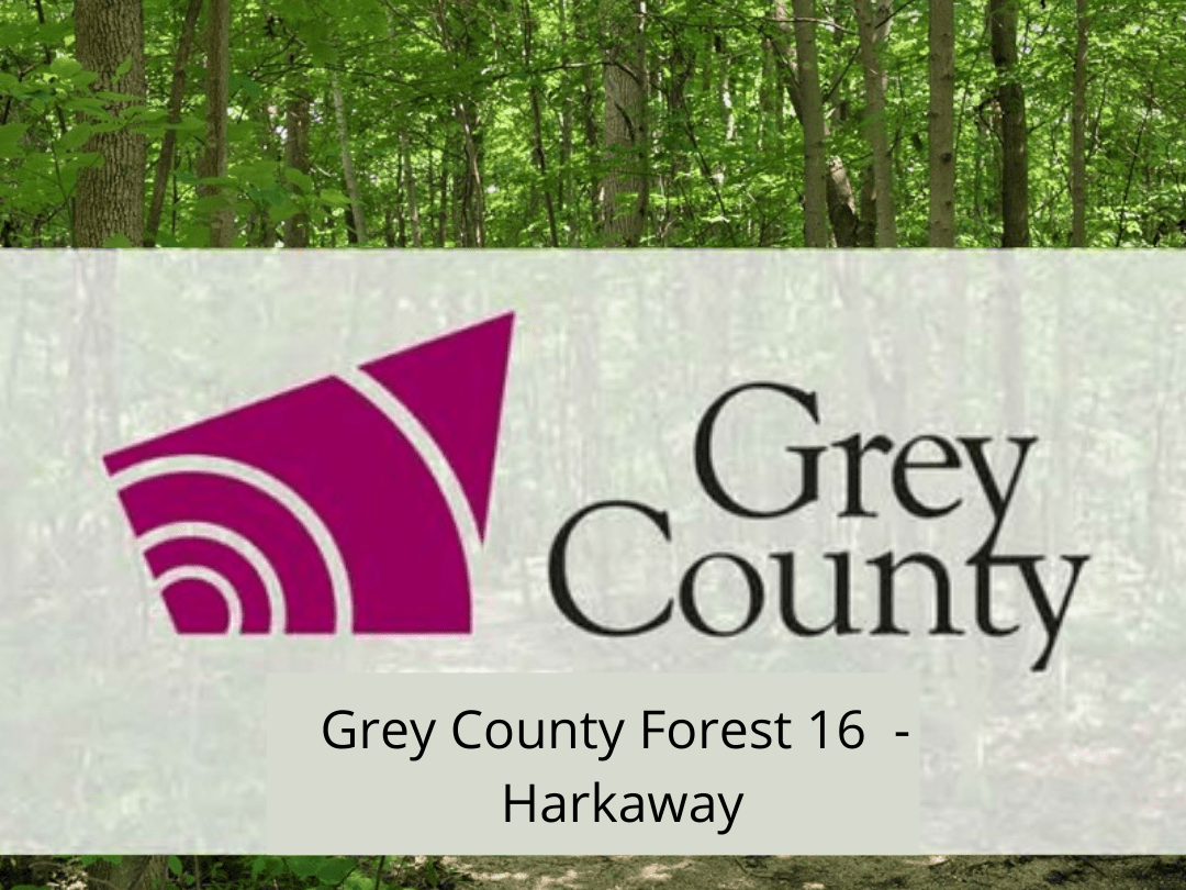 Grey County Forest 16 - Harkaway