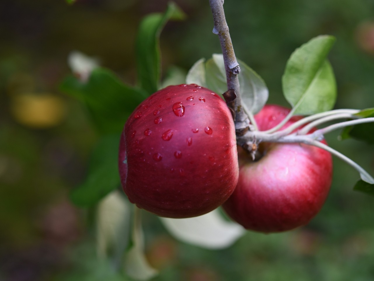 Windswept Orchard Cider Growers of Apples Makers of Cider Rare Organic Lost Orchard Cider