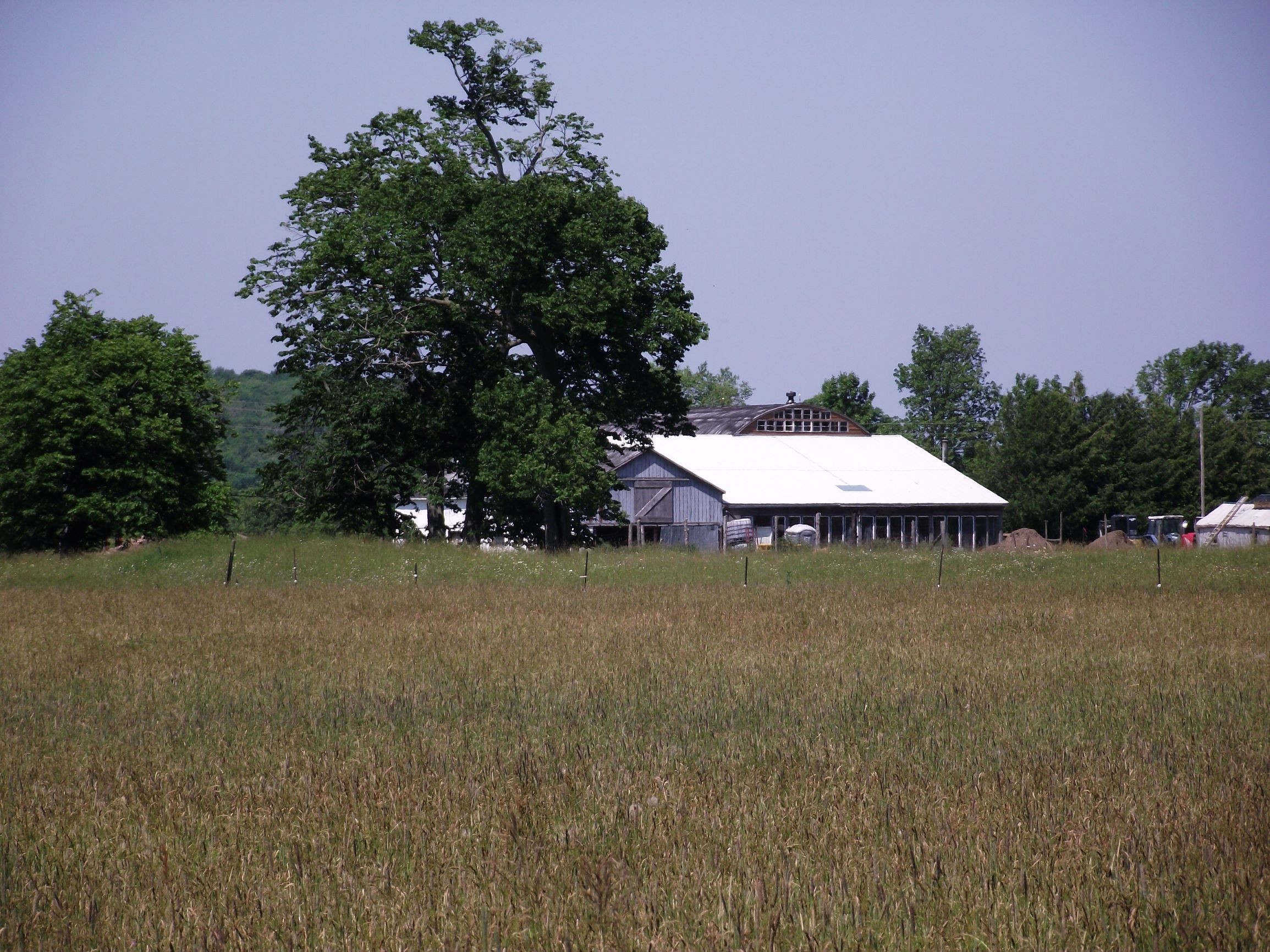 Summer at Binder Twine Lane is awesome. A walk along the woods gives you a view that's heart warming. Summer grasses beckon.