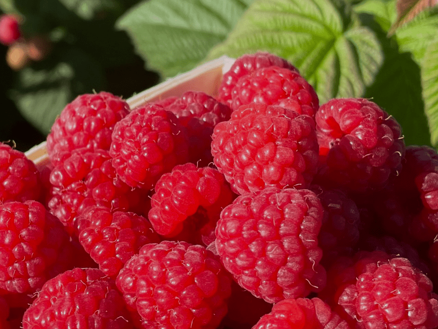 Blue Mountain Berry Co.