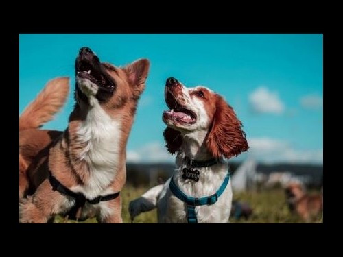 Canadian Pet Connection