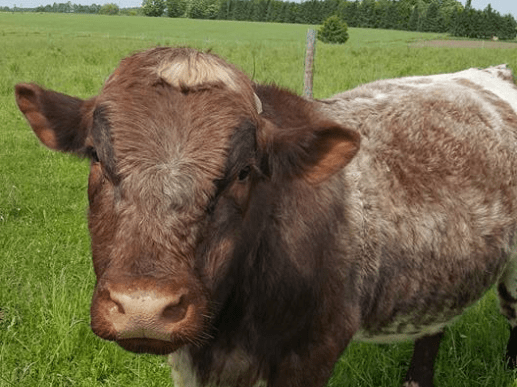 Fetherstone Cattle