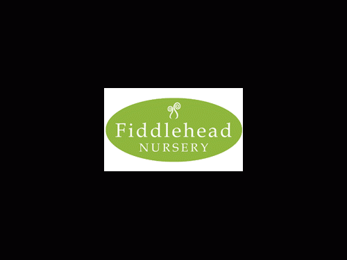 Fiddlehead logo