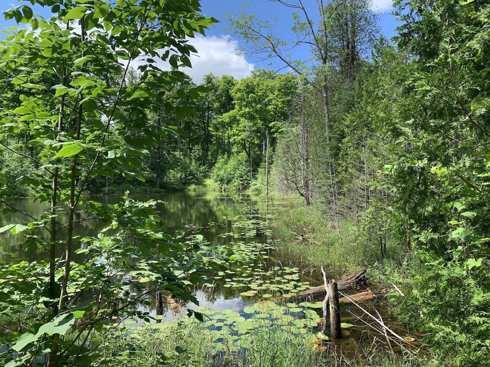 Glenelg Klondyke Pond