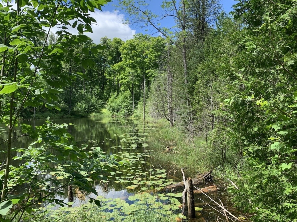 grey county forest 23