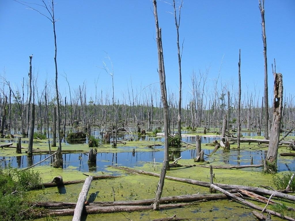 Kepple Wetland