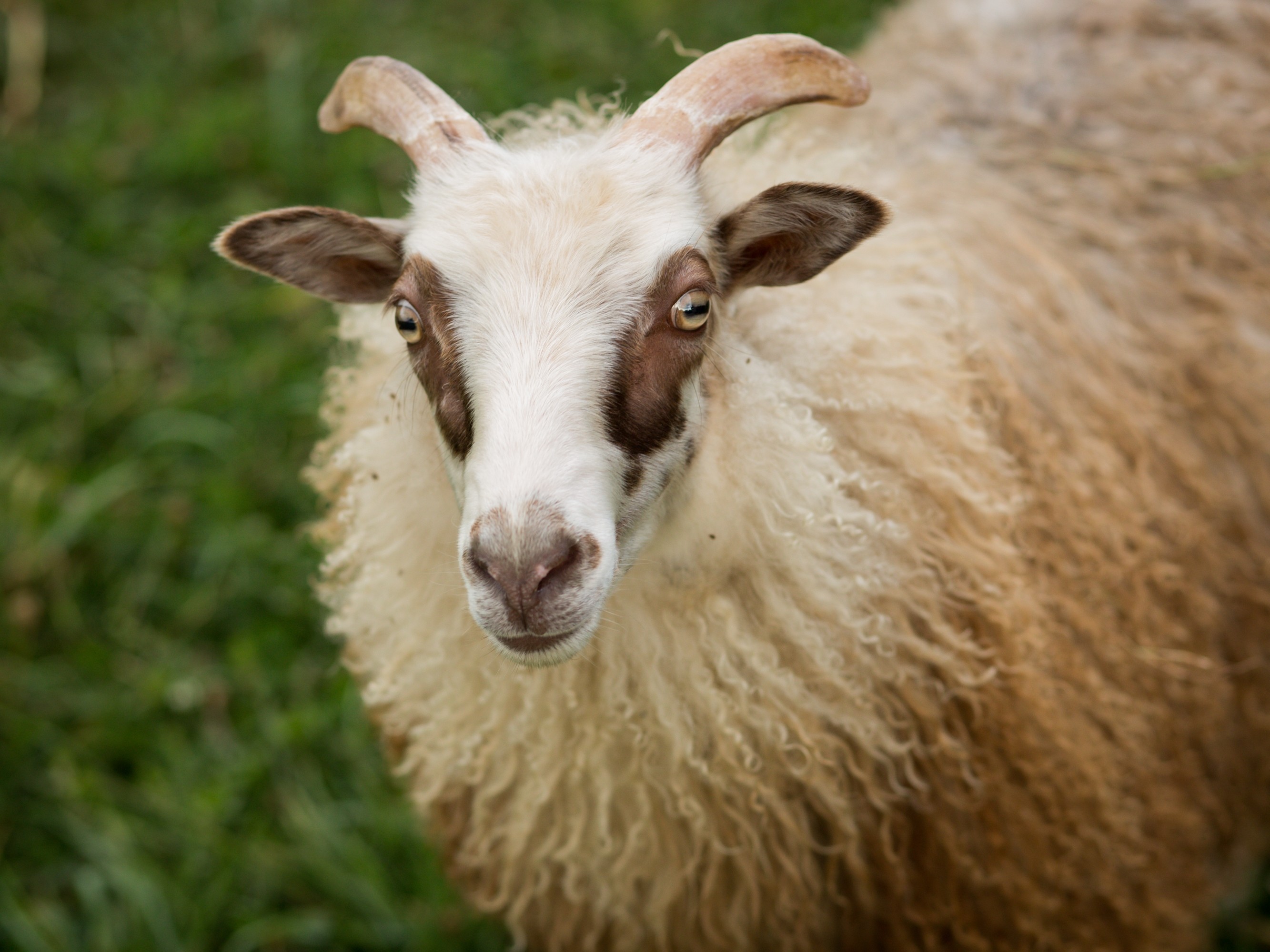 Kimber Valley Farms