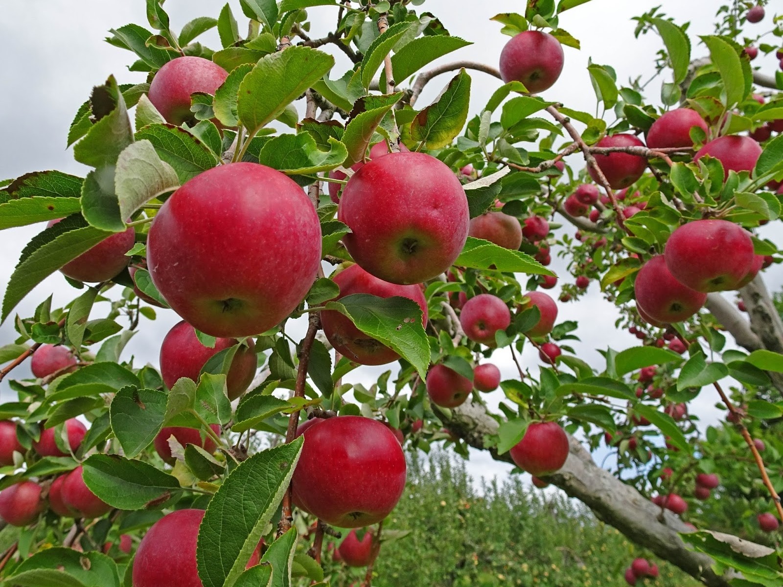 Orchard