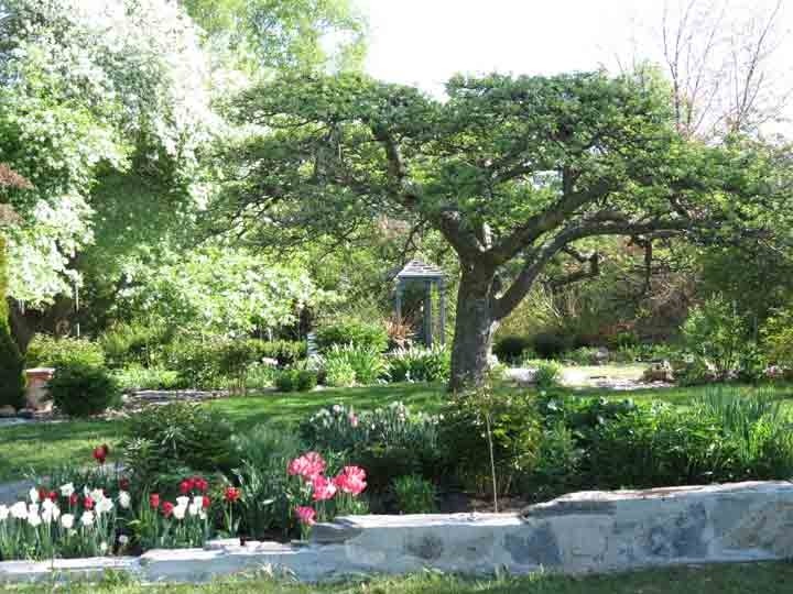 Early in the gardening season visitors enjoy the spectacular flowering shrubs and trees.