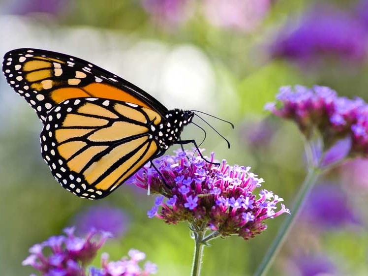 A frequent garden visitor, Monarch butterfly on verbena plant.