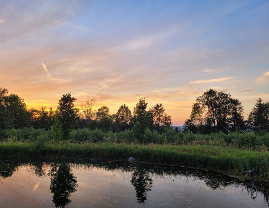 View of pond and treeline