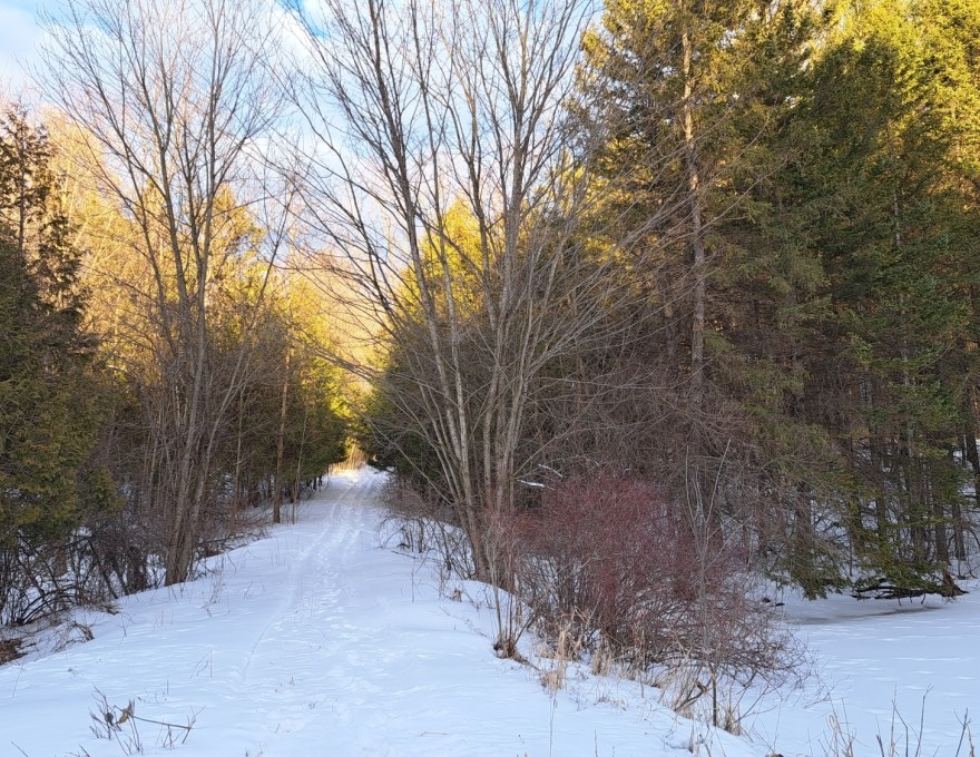 North Welbeck - Trail