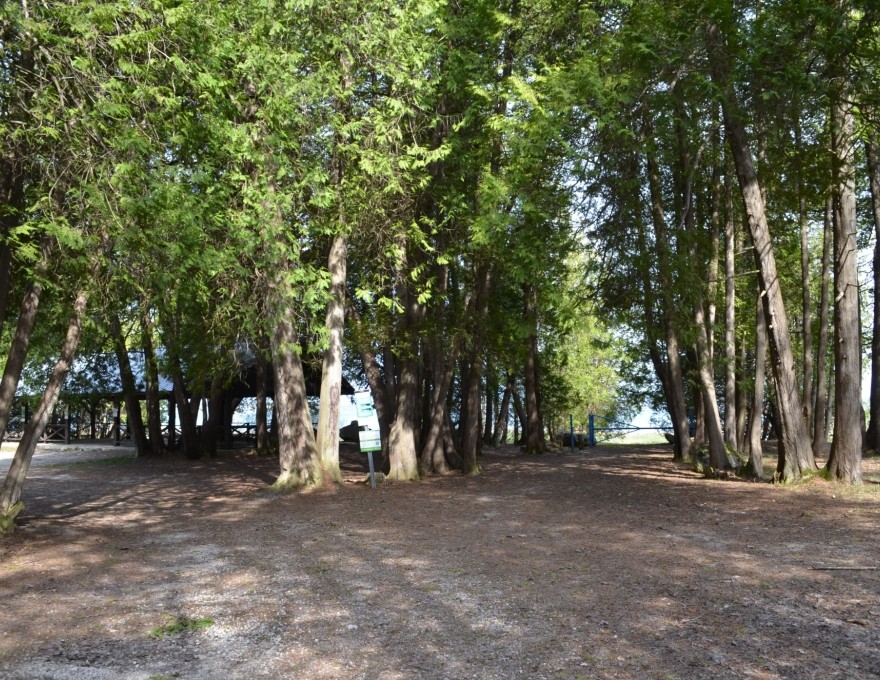 Ainslie Wood - Woods