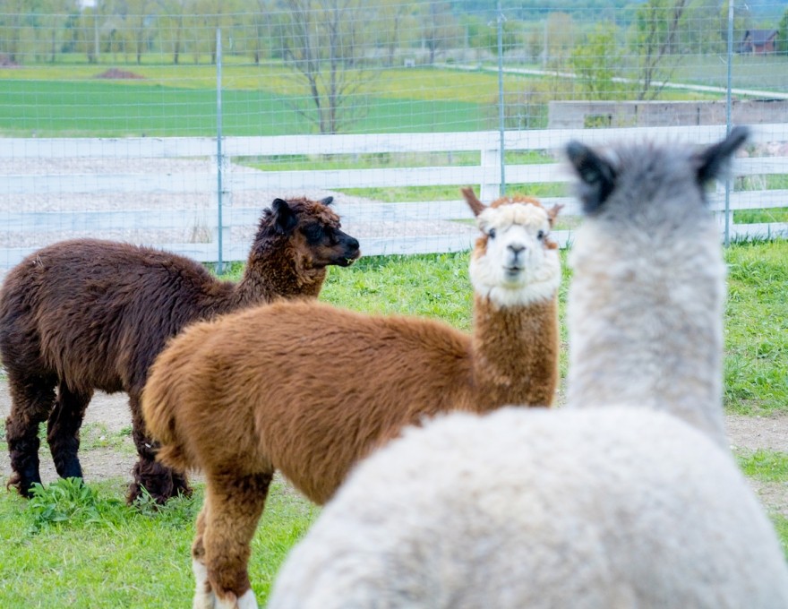 Alpacas in the field