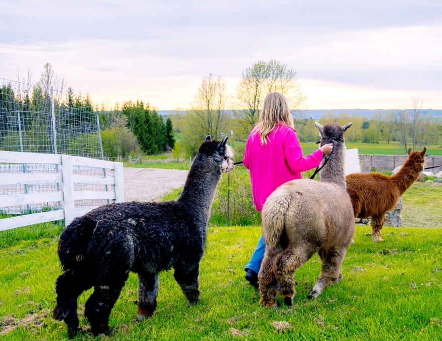 Alpacas walking