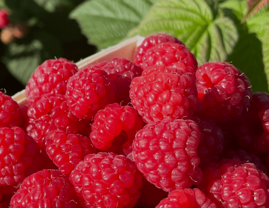 Blue Mountain Berry Co.