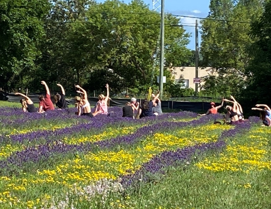 Bluewater Lavender Farm