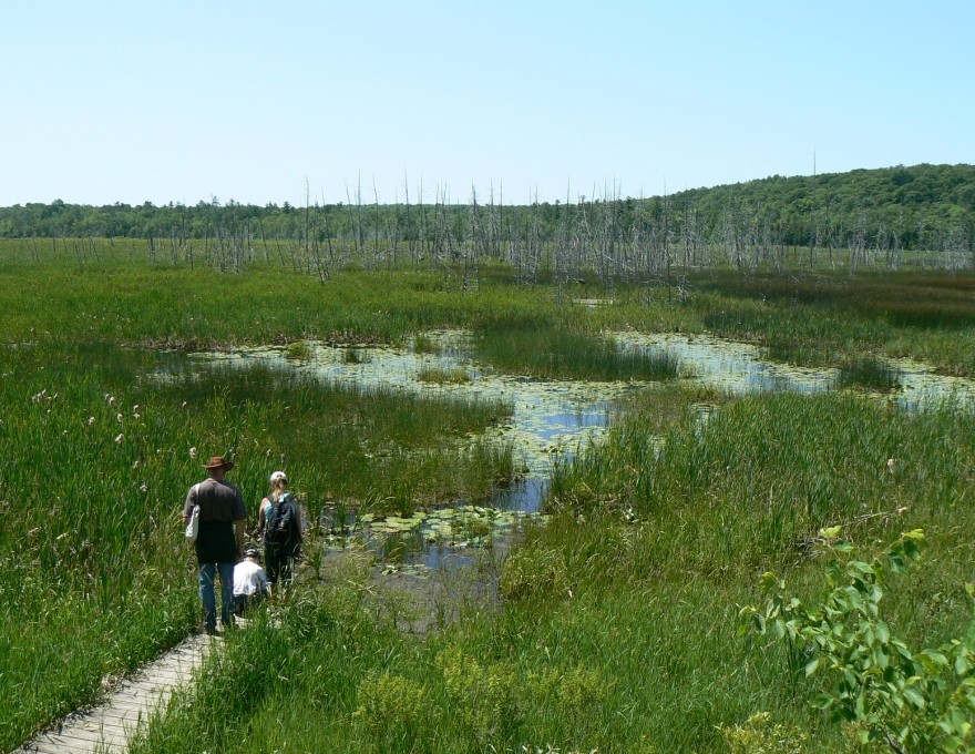 Bognor Marsh Management Area