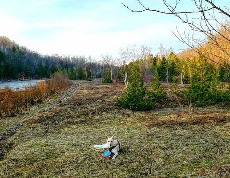 Canadian Pet Connection
