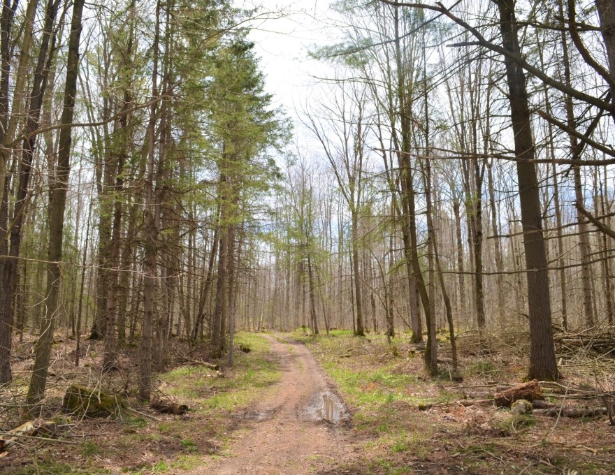 Copper Kettle - Trail
