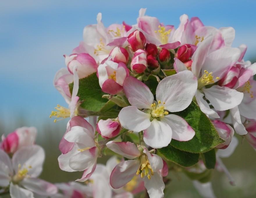 T&amp;K Ferri Orchards &amp; Apple Market