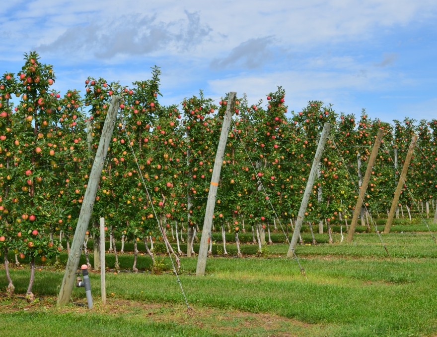 T&amp;K Ferri Orchards &amp; Apple Market