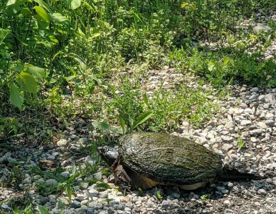 Georgian Bluffs Trail