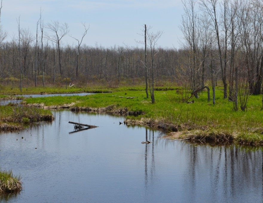 Gleason Brook - Marshlands