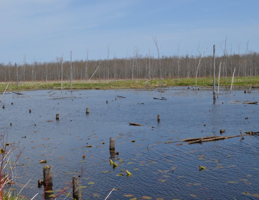 Gleason Brook - Marshlands