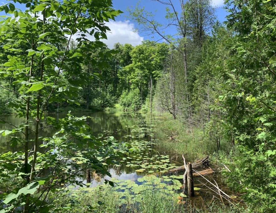 Glenelg Klondyke Pond