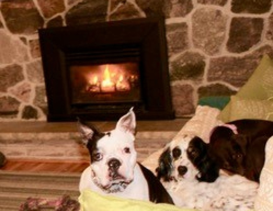 Gordon's Pet Service ?Indoor Shots