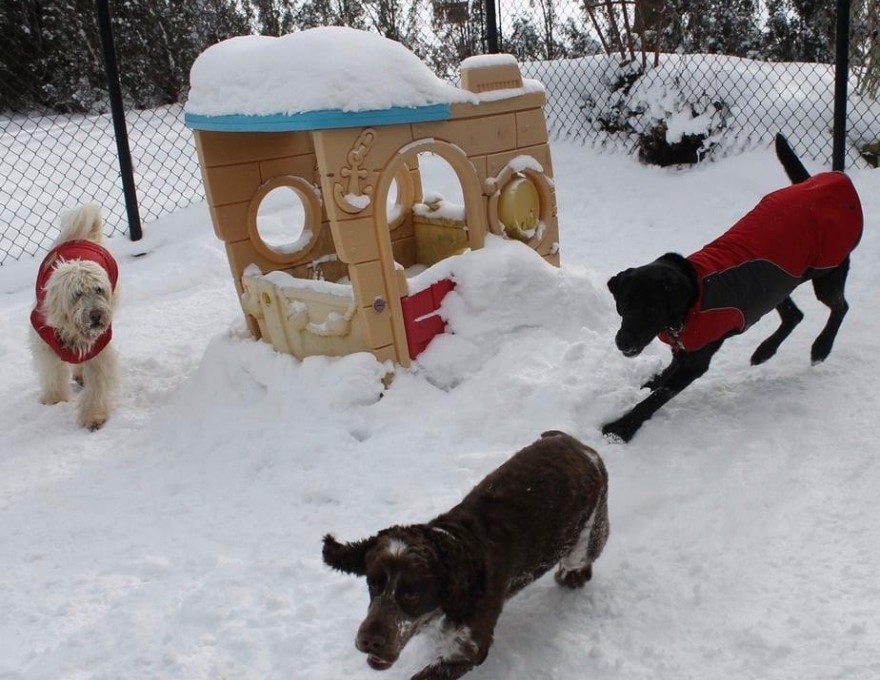 Gordon's Pet Service