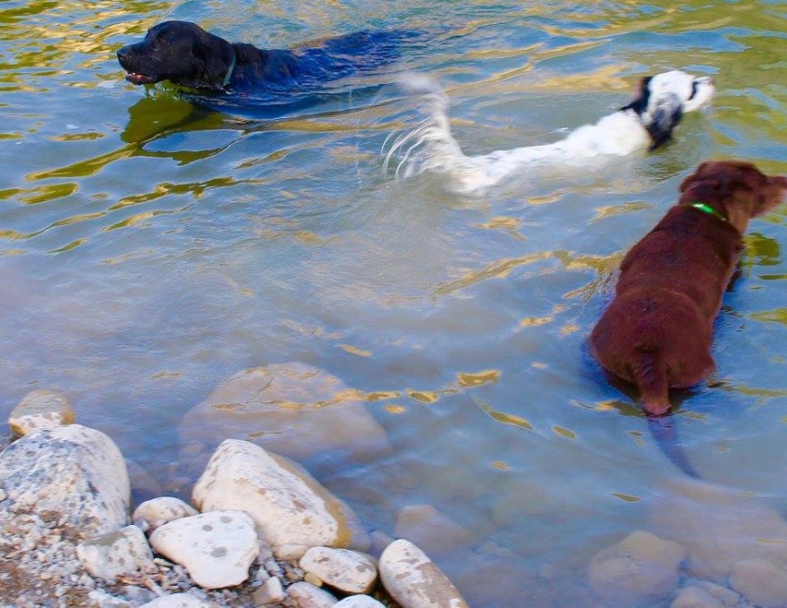 Gordon's Pet Service