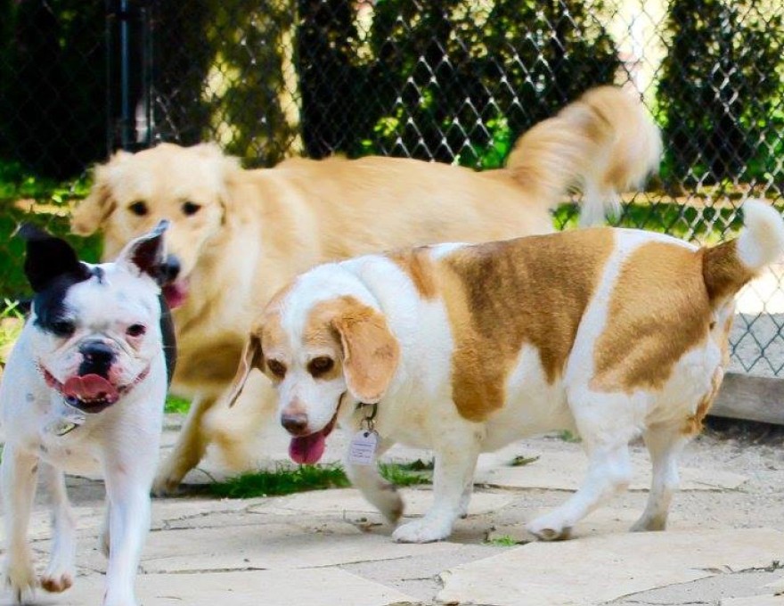 Gordon's Pet Service