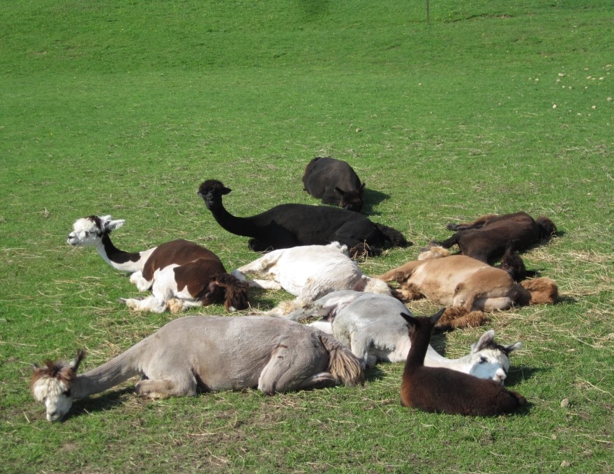 Some of the alpacas just Kickin' Back and enjoying the sunshine.