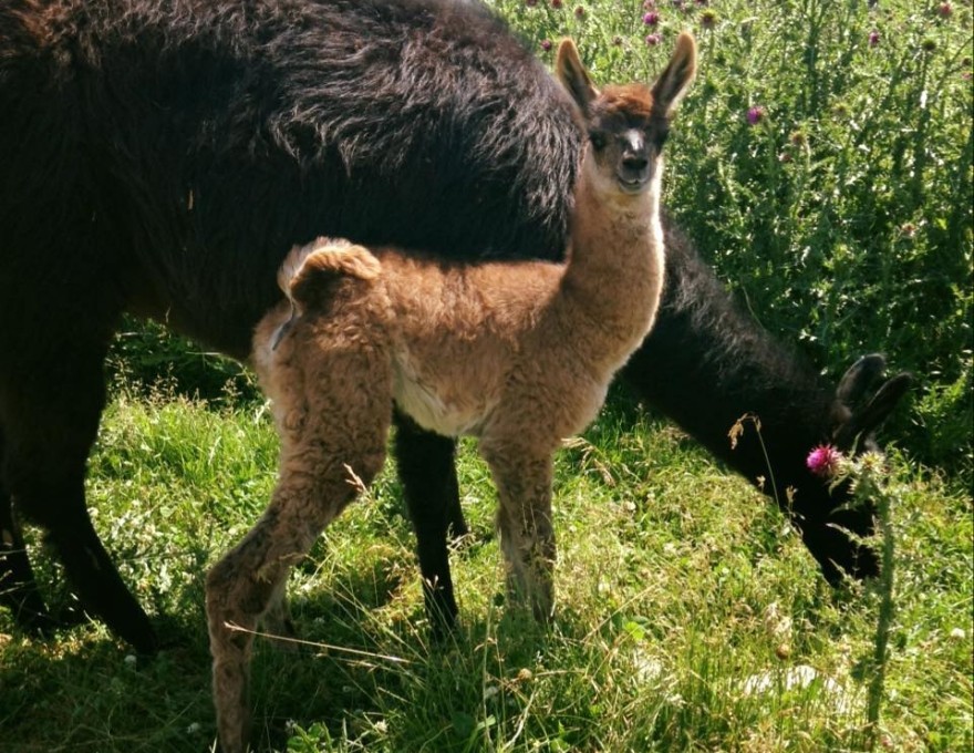 Olkaga Country Market