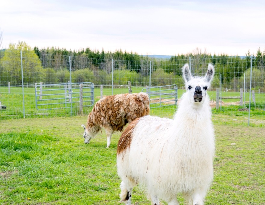 Llamas