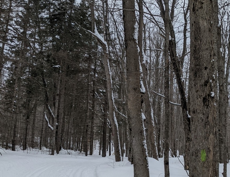 Massie Forest - Winter