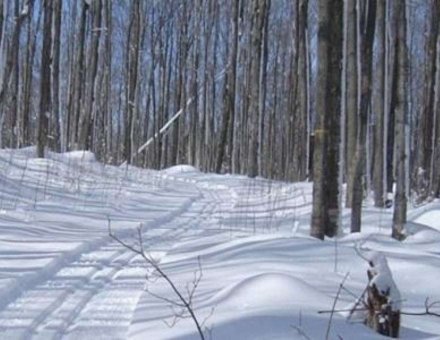 Massie Ski Trails